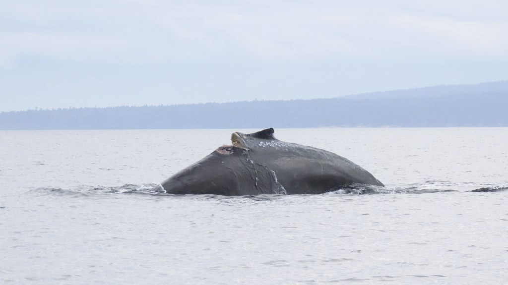 Humpback Hope BCZ0574 with injuries from a vessel strike ©LouisJobidon